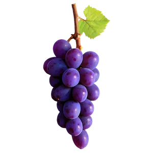 Majestic Single Grape PNG Msh20 PNG