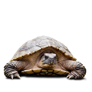 Majestic Snapping Turtle Pose PNG Qxm
