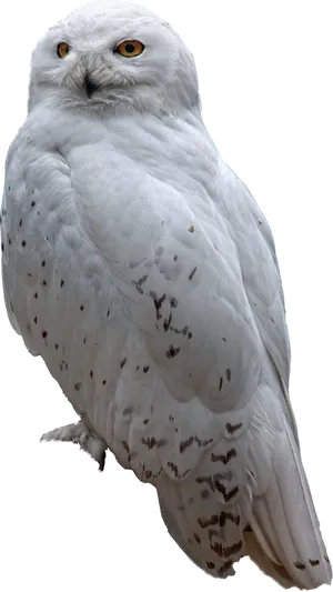 Majestic_ Snowy_ Owl_ Portrait.png