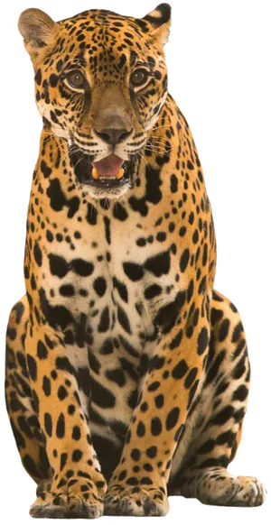 Majestic Spotted Jaguar Sitting