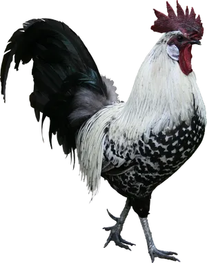 Majestic Spotted Rooster.png PNG image