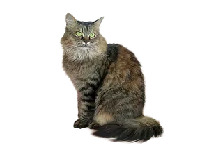 Majestic Tabby Cat Black Background