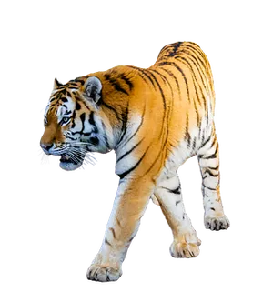 Majestic Tiger Black Background