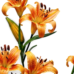 Majestic Tiger Lilies Png 2 PNG image