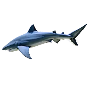Majestic Tiger Shark In Motion PNG 06212024