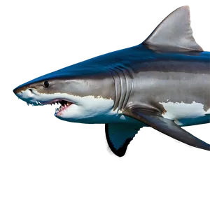 Majestic Tiger Shark In Motion PNG 56 PNG