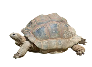 Majestic Tortoise Isolated Background PNG image