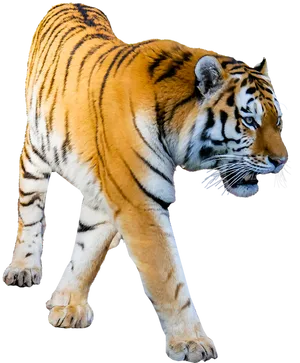 Majestic Walking Tiger Cutout PNG image