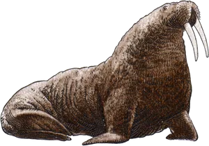 Majestic Walrus Illustration.png PNG image