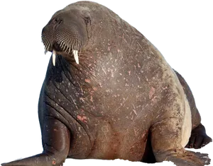 Majestic Walrus Portrait.png PNG image