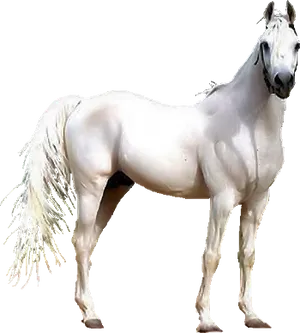 Majestic_ White_ Horse_ Standing_ Profile PNG image