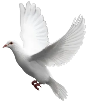 Majestic White Pigeon In Flight PNG image