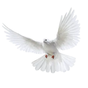 Majestic White Pigeon In Flight PNG image