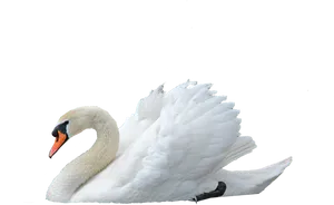 Majestic White Swan Profile