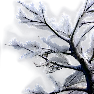 Majestic White Tree Panorama PNG 06252024