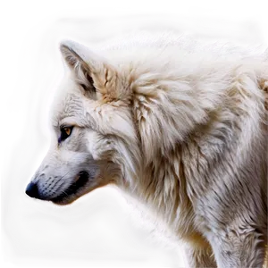 Majestic White Wolf Png Bof69 PNG image