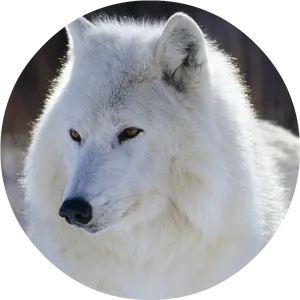 Majestic White Wolf Portrait PNG image