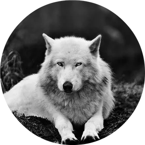 Majestic White Wolf Portrait