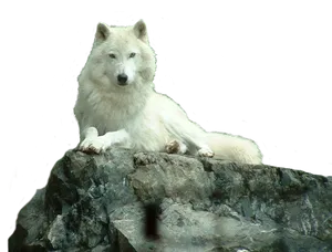 Majestic White Wolfon Rock PNG image