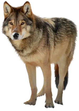Majestic Wolf Portrait PNG image