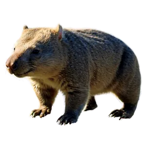 Majestic Wombat Png 06252024 PNG image