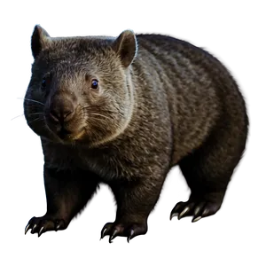 Majestic Wombat Png 06252024 PNG image