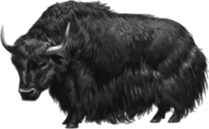 Majestic Yak Illustration PNG image