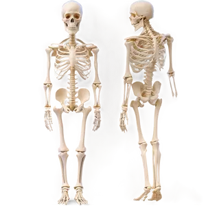 Major Bones Of The Human Body Png 88 PNG image