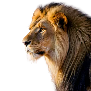 Male Lion Majesty Png 47 PNG image