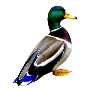 Male Mallard Duck PNG 06262024