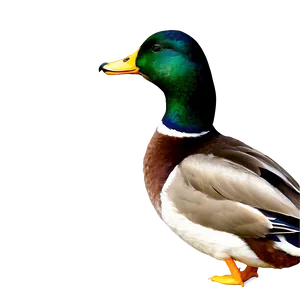 Male Mallard Duck Png Qoj PNG image