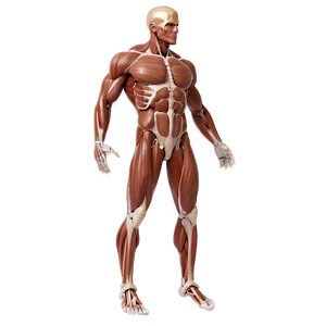 Male Muscular System Illustration Png 40 PNG image