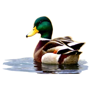 Mallard Duck A