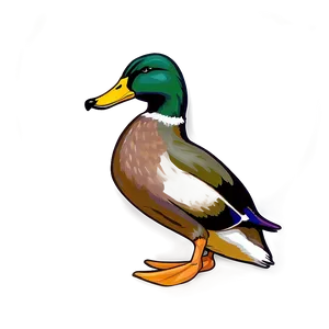 Mallard Duck C