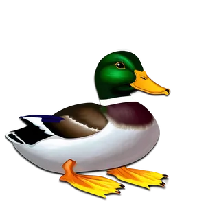 Mallard Duck D