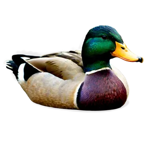 Mallard Duck Drawing Png 06262024 PNG image