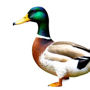 Mallard Duck Drawing Png Brn PNG image