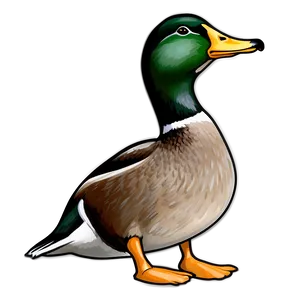 Mallard Duck Drawing PNG Vlv60 PNG