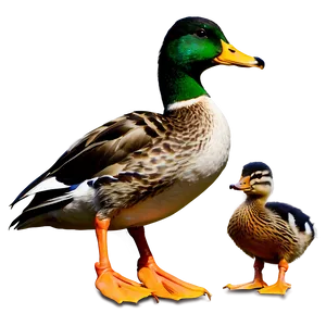 Mallard Duck Family Png 06262024 PNG image