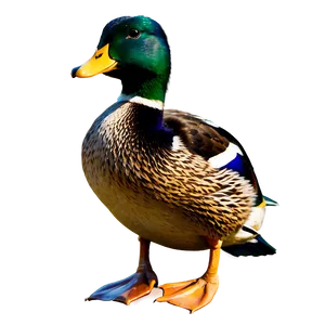 Mallard Duck Family PNG 41