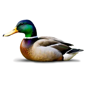 Mallard Duck Feeding PNG Sgm