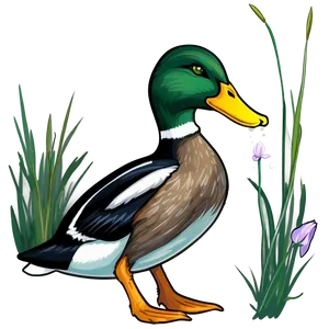 Mallard Duck Feeding PNG Wia94 PNG
