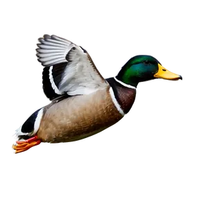 Mallard Duck In Flight PNG Jlo93 PNG