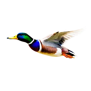 Mallard Duck In Flight PNG Onm40 PNG