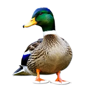 Mallard Duck In The Wild Png 06262024 PNG image