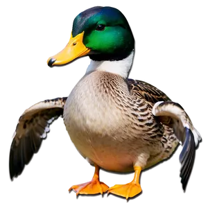 Mallard Duck In The Wild Png 87 PNG image