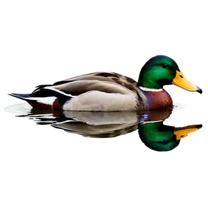 Mallard Duck In Water Png 06262024 PNG image