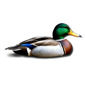 Mallard Duck In Water PNG 78 PNG