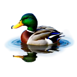 Mallard Duck In Water PNG Hho