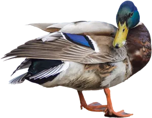 Mallard Duck Isolated Portrait PNG image